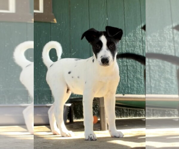 Medium Photo #1 Australian Shepherd-Unknown Mix Puppy For Sale in Green Forest, AR, USA