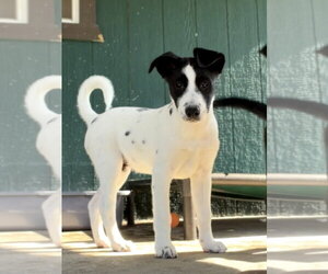 Australian Shepherd-Unknown Mix Dogs for adoption in Green Forest, AR, USA