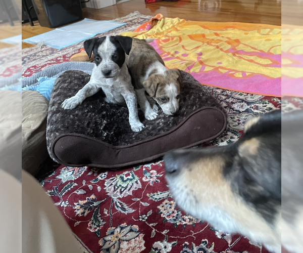 Medium Photo #4 Mutt Puppy For Sale in Brooklyn, NY, USA