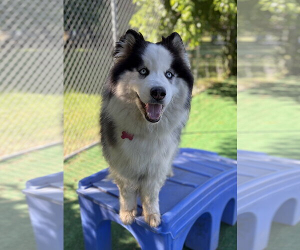 Medium Photo #2 Siberian Husky Puppy For Sale in Spring Lake, NJ, USA
