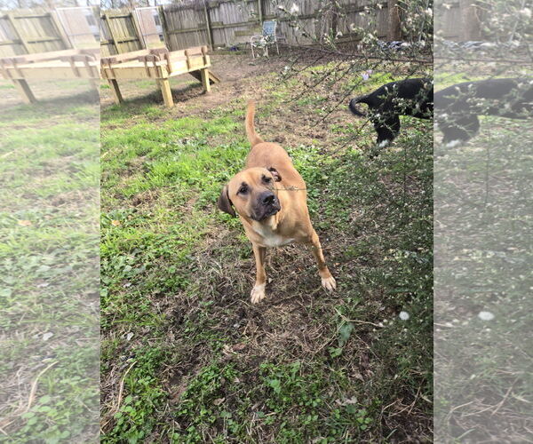 Medium Photo #2 Mastiff-Unknown Mix Puppy For Sale in Jackson, MS, USA