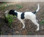 Small #10 German Shorthaired Pointer