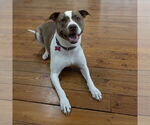 Small #7 American Pit Bull Terrier Mix