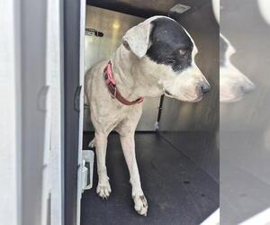 American Staffordshire Terrier-Unknown Mix Dogs for adoption in San Antonio, TX, USA