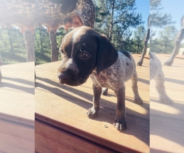 Medium Photo #23 German Shorthaired Pointer Puppy For Sale in FLORISSANT, CO, USA