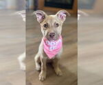Small #4 Australian Shepherd Mix