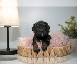 Puppy Sweetie Cavapoo