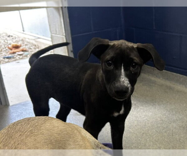 Medium Photo #1 Labrador Retriever-Unknown Mix Puppy For Sale in Sterling, MA, USA