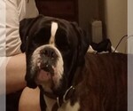 Small Photo #1 Boxer Puppy For Sale in LIVERMORE, CA, USA