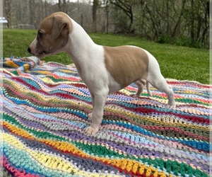 Whippet Puppy for sale in ONEIDA, TN, USA