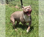 Small #2 American Staffordshire Terrier