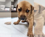 Small Photo #8 Labrador Retriever-Unknown Mix Puppy For Sale in Houston, TX, USA