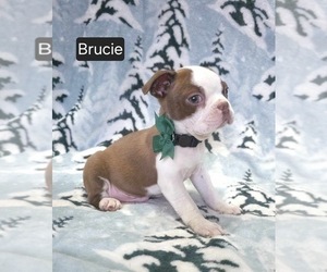 Boston Terrier Puppy for sale in MINERAL WELLS, WV, USA