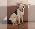 Small #8 American Pit Bull Terrier