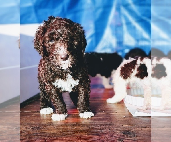 Medium Photo #22 Bernedoodle Puppy For Sale in GEORGETOWN, DE, USA