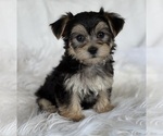 Small #2 Morkie