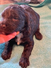 Labradoodle Puppy for sale in FOUNTAIN, CO, USA