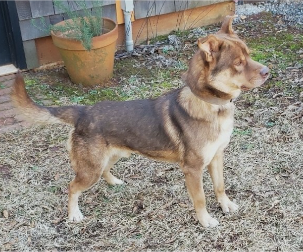 Medium Photo #4 Huskies -Unknown Mix Puppy For Sale in Decatur, GA, USA