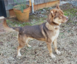 Small #3 Huskies  Mix