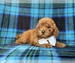 Small #8 Cavapoo (Miniature)