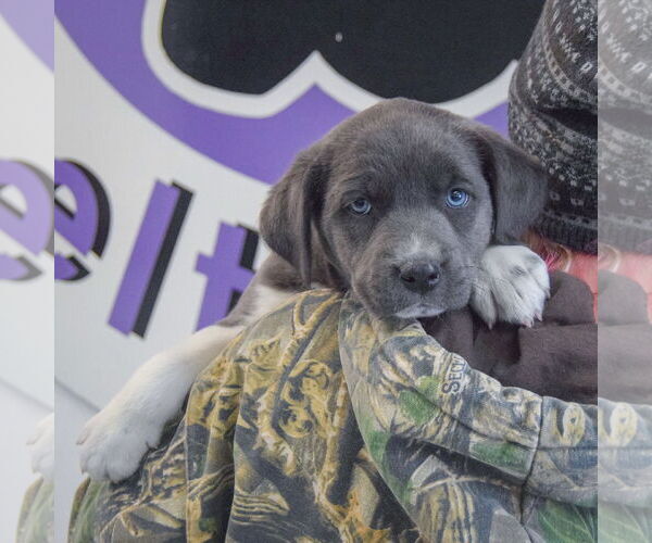 Medium Photo #6 American Bulldog-Unknown Mix Puppy For Sale in Huntley, IL, USA