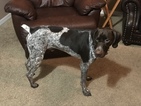 Small Photo #6 German Shorthaired Pointer Puppy For Sale in MOUNT PLYMOUTH, FL, USA