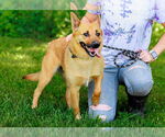 Small #3 Carolina Dog Mix