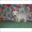 Small Photo #1 Maltese Puppy For Sale in TUCSON, AZ, USA
