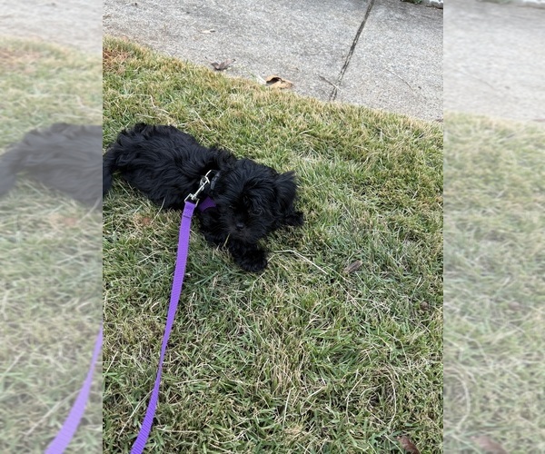 Medium Photo #9 Shih Tzu Puppy For Sale in CUMMING, GA, USA