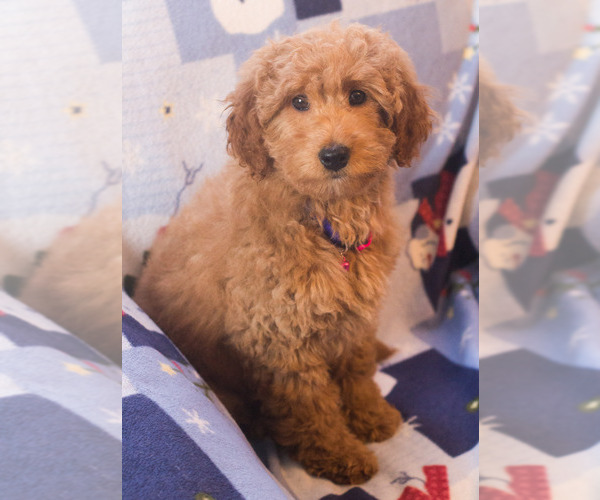 Medium Photo #10 Goldendoodle Puppy For Sale in MILWAUKEE, WI, USA