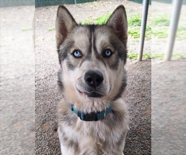 Medium Photo #1 Siberian Husky Puppy For Sale in Woodland, CA, USA