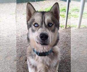 Siberian Husky Dogs for adoption in Woodland, CA, USA