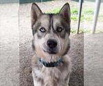 Small Siberian Husky