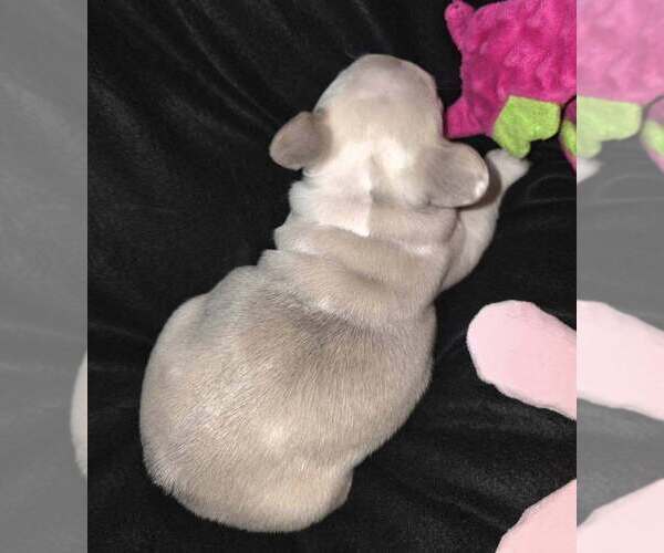 Medium Photo #6 French Bulldog Puppy For Sale in BOSTON, KY, USA