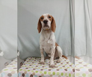 Beagle Dogs for adoption in Murfreesboro, NC, USA
