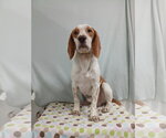 Elroy *Available Soon* - Male Beagle Dog for Adoption - Small photo