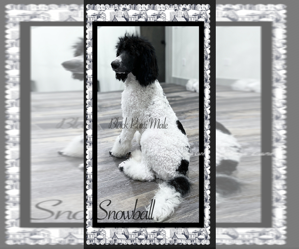 Medium Photo #4 Poodle (Standard) Puppy For Sale in COMMERCE, GA, USA