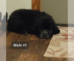 Small Photo #3 Saint Berdoodle Puppy For Sale in BERESFORD, SD, USA
