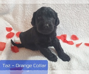 Goldendoodle Puppy for sale in AIKEN, SC, USA