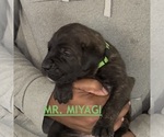 Litter of 3 - Male Cane CorsoLitter of Puppies for Sale - Photo #4