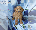 Small Photo #6 Goldendoodle (Miniature) Puppy For Sale in MILWAUKEE, WI, USA