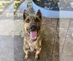 Small Holland Shepherd Mix