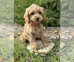 Small Photo #1 Cockapoo Puppy For Sale in MIDDLEBURY, IN, USA