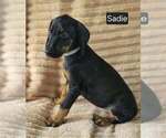 Sadie - Female Doberman Pinscher Puppy for Sale - Photo #8