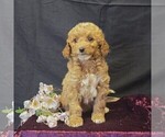 Small #4 Cavapoo (Miniature)