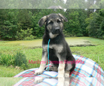 Small #1 German Shepherd Dog