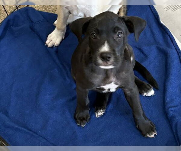 Medium Photo #3 Labrador Retriever-Unknown Mix Puppy For Sale in Sanford, FL, USA