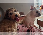 Small #2 Poodle (Standard)