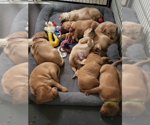 Golden Labrador-Golden Retriever Mix Puppy for sale in NORWALK, IA, USA