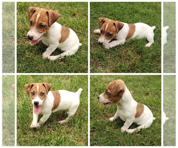 Medium Photo #1 Jack Russell Terrier Puppy For Sale in JASPER, FL, USA